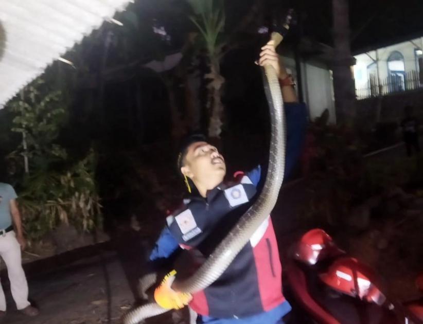 king_cobra_bungbulang_Garut