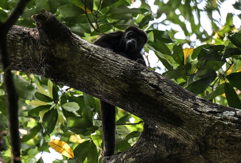MEXICO-WEATHER-ENVIRONMENT-ANIMALS-MONKEY_1716264583