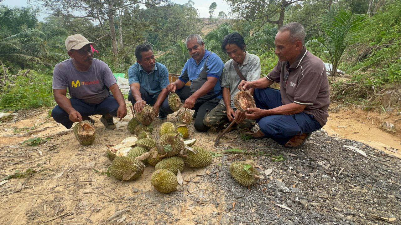 TUPAI, KERA ROSAKKAN KEBUN DURIAN, PENGUSAHA RUGI PULUHAN RIBU RINGGIT