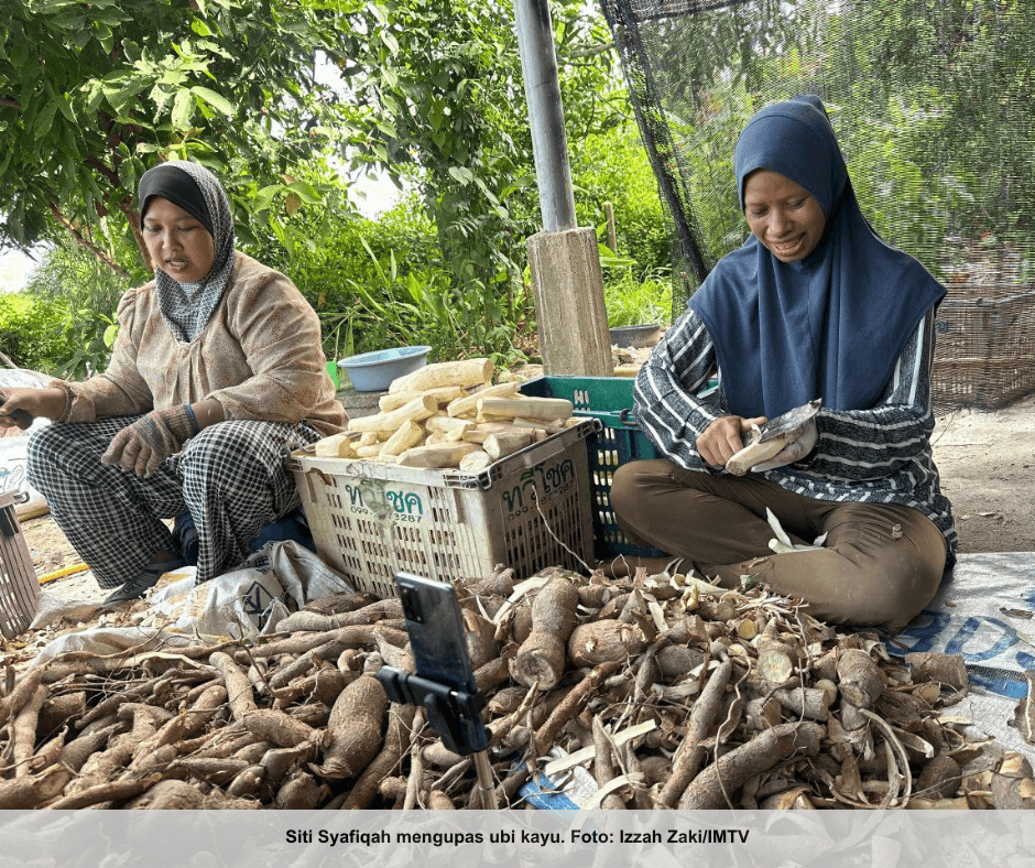 JUALAN DEBU UBI KAYU LARIS SEPANJANG MUSIM TENGKUJUH