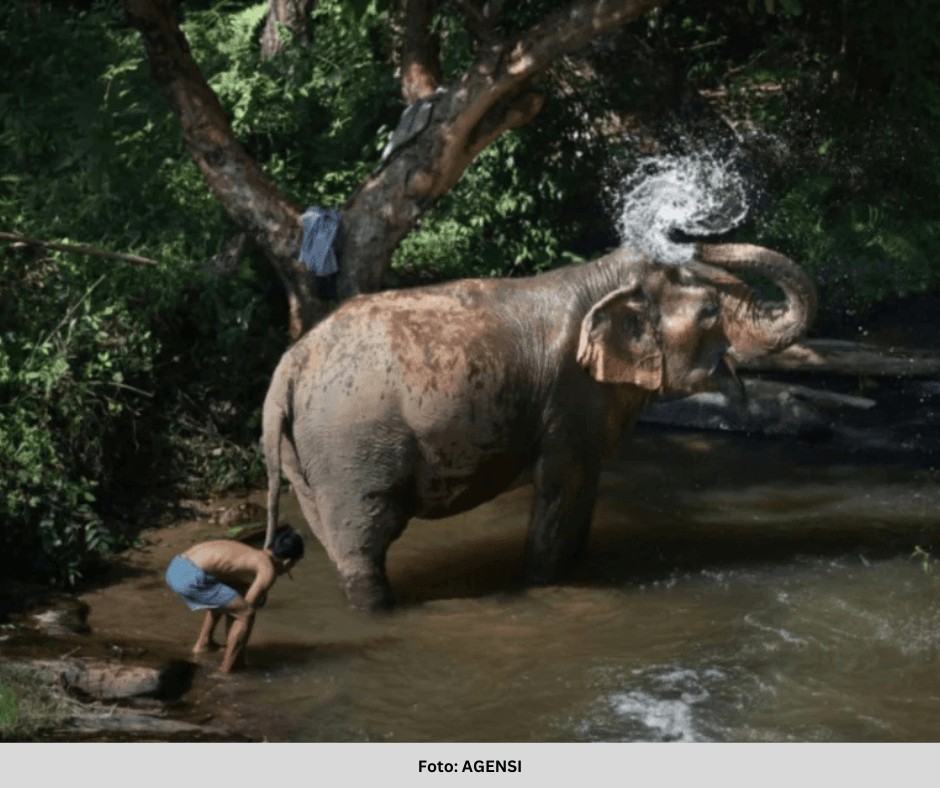 PELANCONG SEPANYOL ‘DIBUNUH’ GAJAH DI TEMPAT PERLINDUNGAN HAIWAN THAILAND