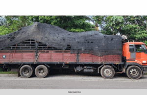 PGA RAMPAS 10 POKOK BONZAI DISYAKI SELUDUP