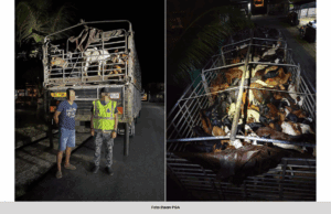 PGA RAMPAS 162 EKOR KAMBING SELUDUP