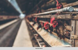 REBAN AYAM JEMBER HANGUS, 24,000 AYAM MATI