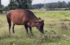 LEMBU KORBAN BUNTING SEMINGGU SEBELUM AIDILADHA