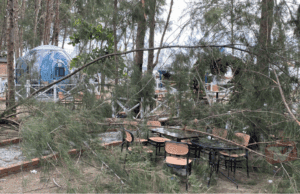 LEBIH 10 POKOK TUMBANG DIBADAI RIBUT DI KEMASIN BEACH RESORT, KERUGIAN CECAH RM70,000