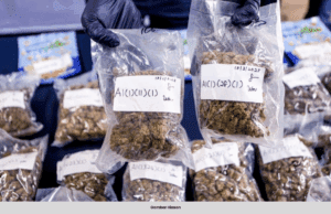 PIHAK BERKUASA THAILAND JUMPA 620 GUNI GANJA DI KEBUN DURIAN, KELAPA
