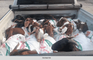 PGA RAMPAS 14 EKOR KAMBING BERNILAI LEBIH RM10,000