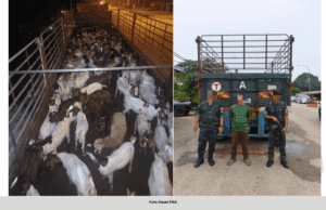 CUBAAN SELUDUP KAMBING, BIRI-BIRI DARI THAILAND BERNILAI LEBIH RM600,000 GAGAL