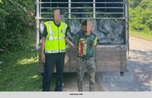 4,000 ANAK POKOK SELUDUP BERNILAI LEBIH RM470,000 DIRAMPAS