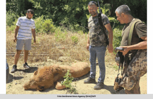 SINGA CEDERAKAN LELAKI SELEPAS LARI DARI ZOO