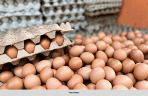 KERAJAAN BUAT PENSTRUKTURAN SEMULA TELUR AYAM BERMULA 1 OGOS