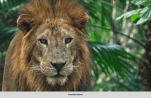 ZOO MINTA DERMA KUDA, ARNAB PELIHARAAN UNTUK HAIWAN PEMANGSA