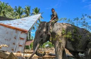 GAJAH BANTU BERSIHKAN SISA BANJIR DI ACEH