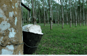 KERAJAAN PERKUKUH INDUSTRI GETAH, RISDA JADI PEMBELI UTAMA