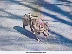 300 ORANG BURU SERIGALA TERLEPAS DARI ZOO