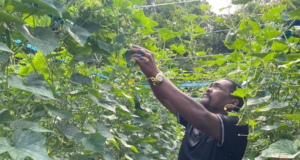 PROJEK HIDROPONIK SEJATI MADANI BANTU TAMBAH PENDAPATAN PENDUDUK KAMPUNG