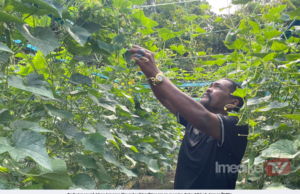 PROJEK HIDROPONIK SEJATI MADANI BANTU TAMBAH PENDAPATAN PENDUDUK KAMPUNG