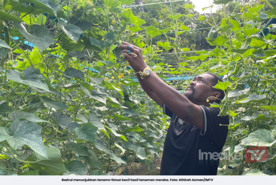 PROJEK HIDROPONIK SEJATI MADANI BANTU TAMBAH PENDAPATAN PENDUDUK KAMPUNG