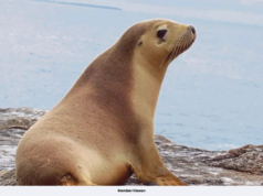 LEBIH 190 BANGKAI ANJING LAUT DITEMUKAN DI KAZAKHSTAN