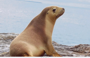 LEBIH 190 BANGKAI ANJING LAUT DITEMUKAN DI KAZAKHSTAN