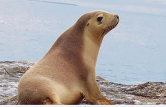 LEBIH 190 BANGKAI ANJING LAUT DITEMUKAN DI KAZAKHSTAN