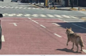 SERIGALA TERLEPAS DARI ZOO PAKSA SEKOLAH DITUTUP DI KOREA SELATAN