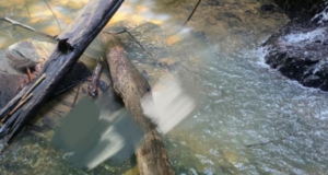 POLIS MENEMUKAN MAYAT SEORANG LELAKI TENGGELAM DALAM SUNGAI