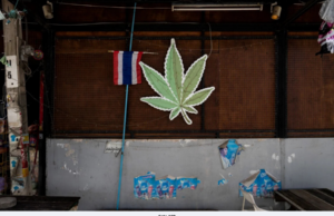 PADAH BAWA PULANG 20KG GANJA DARI THAILAND