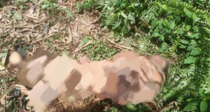 LELAKI DITEMUI MENINGGAL DUNIA DISYAKI DISERANG OLEH GAJAH LIAR