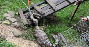 ULAR SAWA LEBIH 100KG DITEMUI DALAM KANDANG KAMBING
