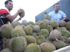 FAMA SEDIA 10 TAN DURIAN SEMPENA JUALAN BUAH-BUAHAN BERMUSIM