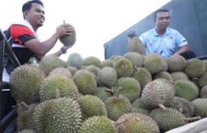FAMA SEDIA 10 TAN DURIAN SEMPENA JUALAN BUAH-BUAHAN BERMUSIM