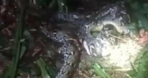WANITA MAUT DITELAN PITON 7.8 METER