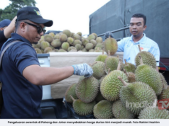 PENGELUARAN SERENTAK MENYEBABKAN HARGA DURIAN KINI MURAH DI PAHANG