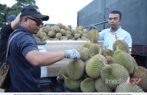 PENGELUARAN SERENTAK MENYEBABKAN HARGA DURIAN KINI MURAH DI PAHANG