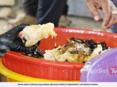 JPNP SEDIA GARIS PADUAN CARA AMBIL MADU LEBAH TUALANG