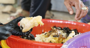 JPNP SEDIA GARIS PADUAN CARA AMBIL MADU LEBAH TUALANG