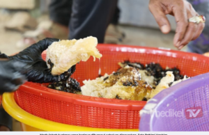 JPNP SEDIA GARIS PADUAN CARA AMBIL MADU LEBAH TUALANG