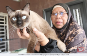 KUCING JALANAN DINOBAT JUARA, MOLLY BAWA PULANG GELARAN JUARA