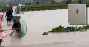 PENDUDUK PANIK, 900 ULAR TERLEPAS AKIBAT BANJIR BESAR