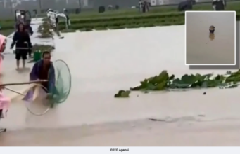 PENDUDUK PANIK, 900 ULAR TERLEPAS AKIBAT BANJIR BESAR