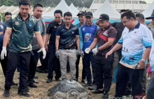 TIGA PENYU DIPASANG ALAT PENJEJAK SATELIT