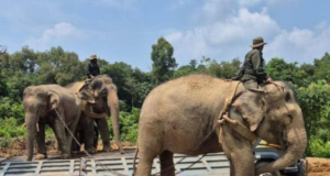 PKGK KUALA GANDAH PINDAH DUA GAJAH LIAR CEROBOH KAMPUNG DUSUN