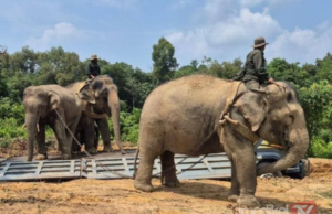PKGK KUALA GANDAH PINDAH DUA GAJAH LIAR CEROBOH KAMPUNG DUSUN