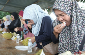 PERTANDINGAN DURIAN KAMPUNG PREMIUM, PILIH BUAH TERBAIK