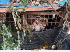 POLIS, PERHILITAN PINDAH HARIMAU