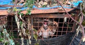 POLIS, PERHILITAN PINDAH HARIMAU