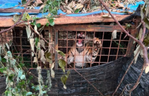 POLIS, PERHILITAN PINDAH HARIMAU