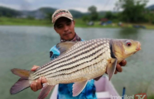 NELAYAN DARAT AKUR LARANGAN TANGKAP IKAN TEMELIAN